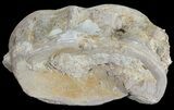 Xiphactinus (Cretaceous Fish) Vertebrae - Kansas #68969-1